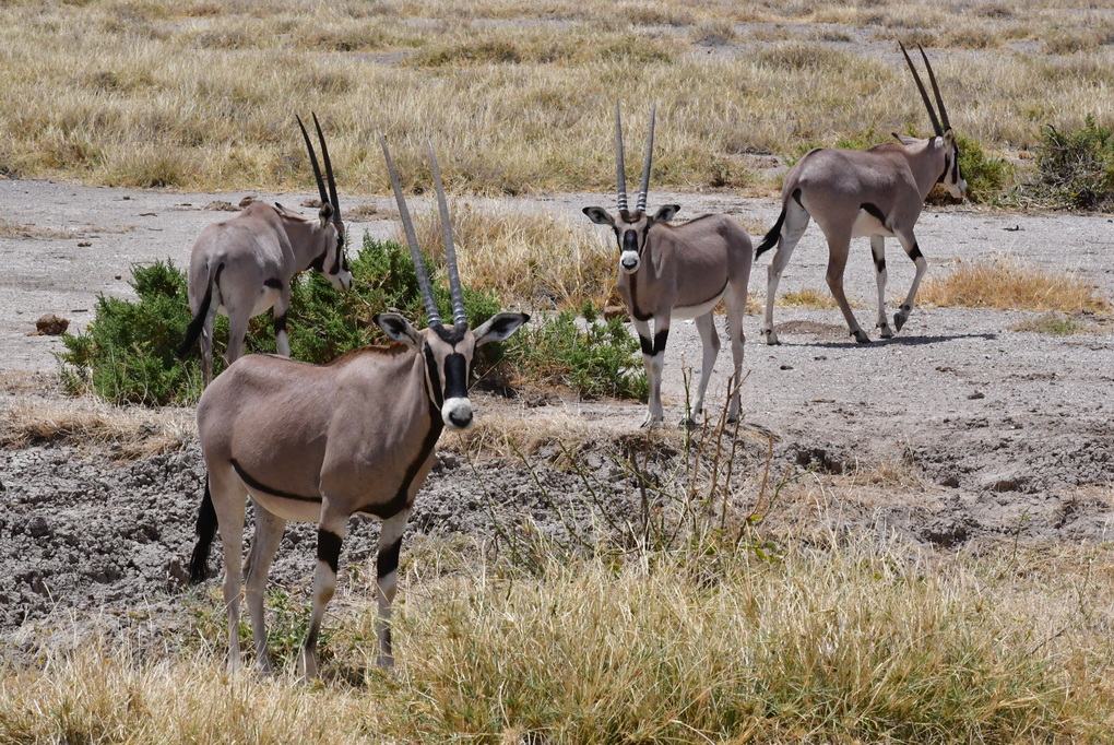 Buffalo Springs Nat. Reserve